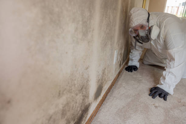 Why You Should Choose Our Mold Remediation Services in Saranap, CA