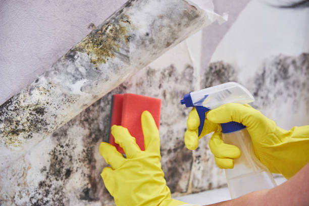 Trusted Saranap, CA Mold Removal Services Experts